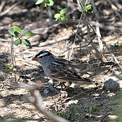 White-crowned Sparrow, Falcon State park, Rio Grande Valley, Texas